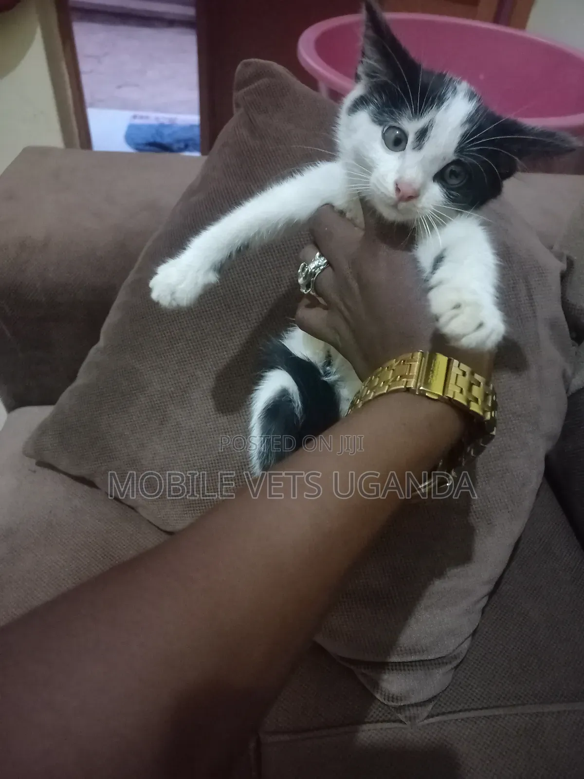 1-3 months Female Purebred Ragdoll