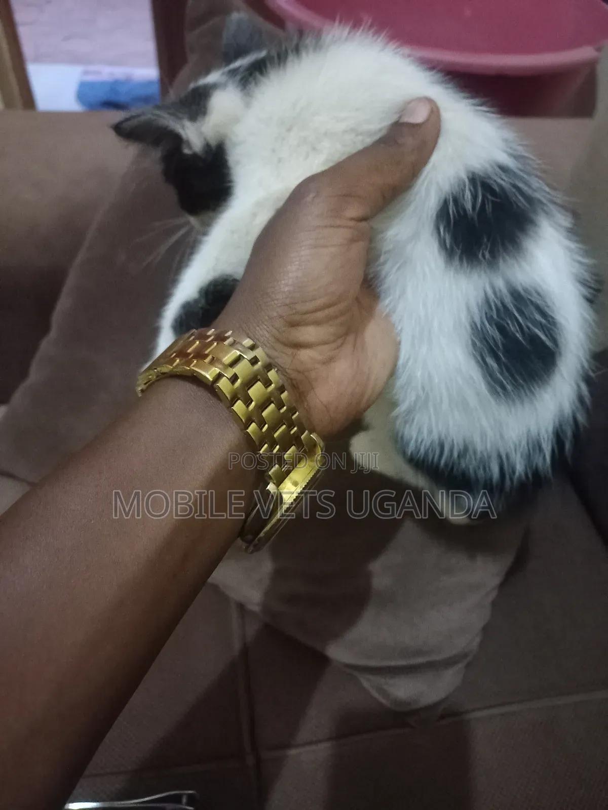 0-1 month Male Purebred Ocicat