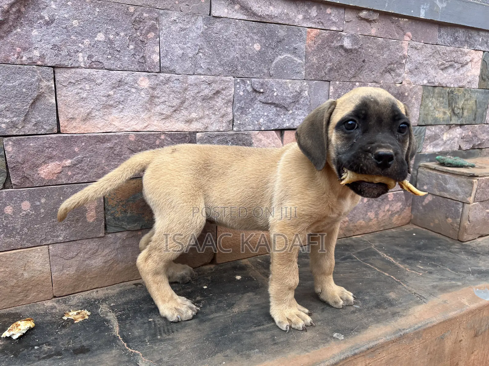 1-3 months Female Purebred Boerboel