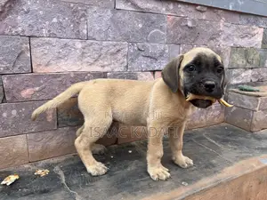 1-3 months Female Purebred Boerboel