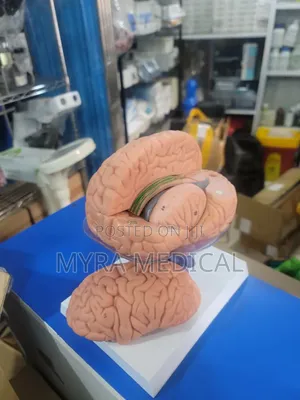 Brain Models