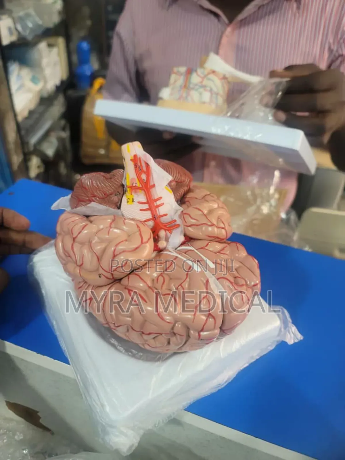 Brain Models