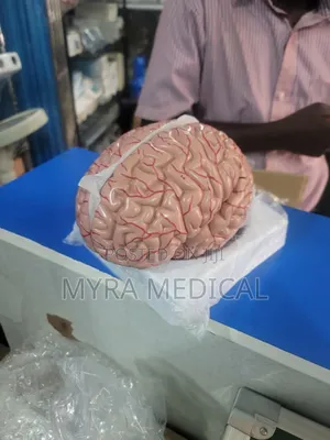 Brain Models