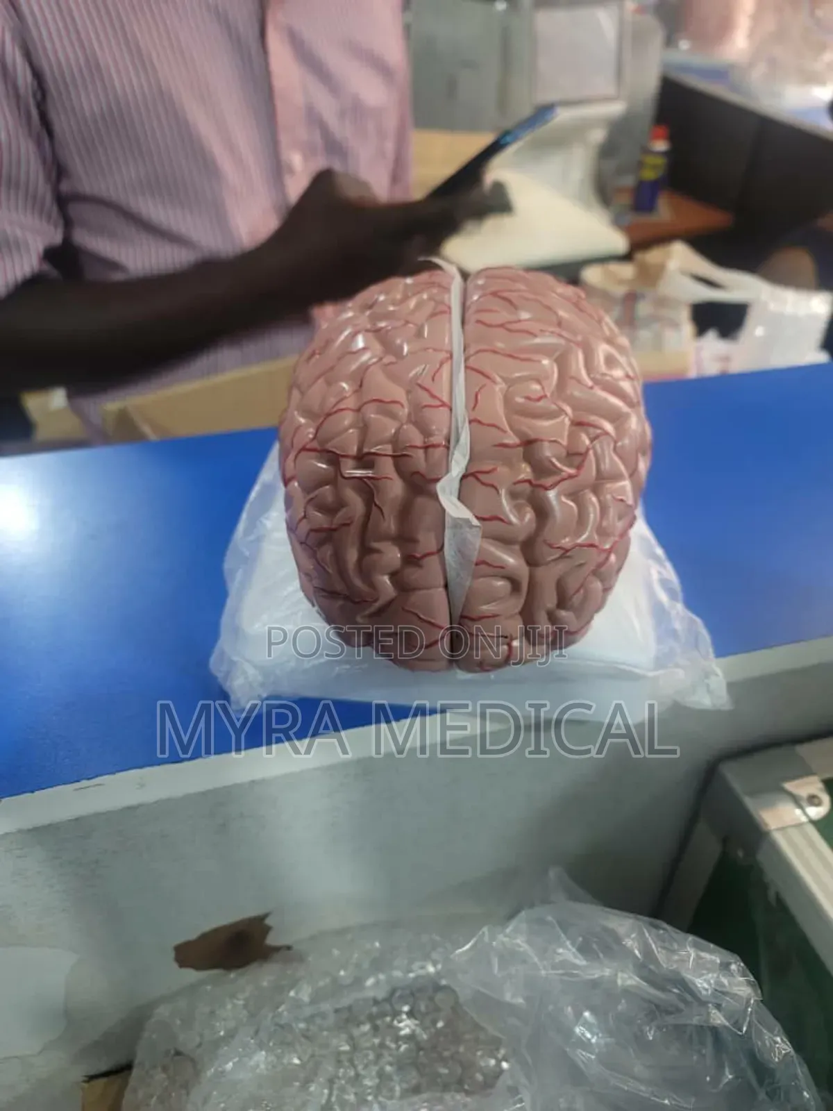 Brain Models