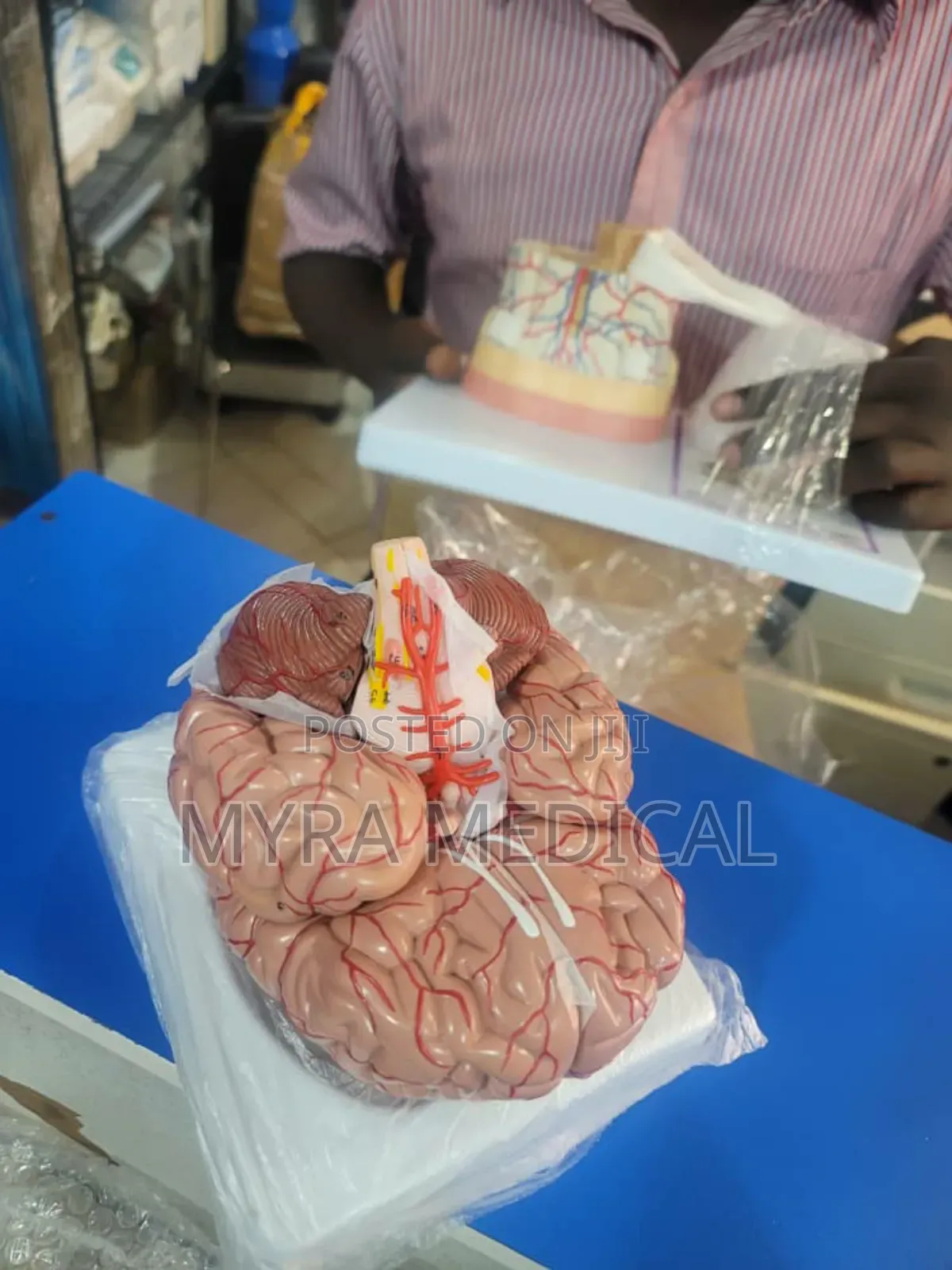 Brain Models