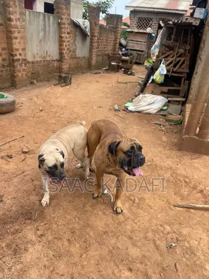 1-3 months Female Purebred Boerboel