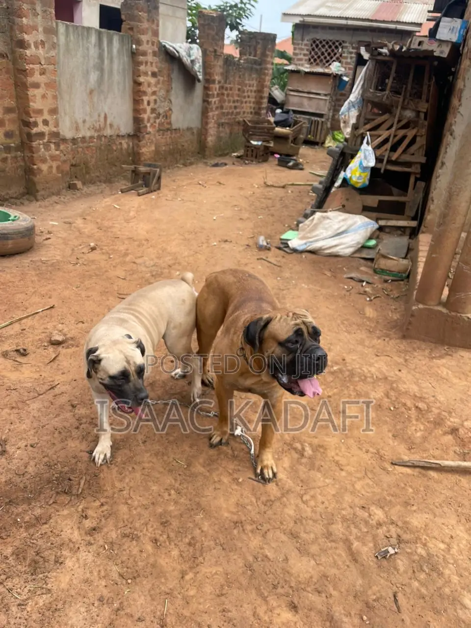 1-3 months Female Purebred Boerboel