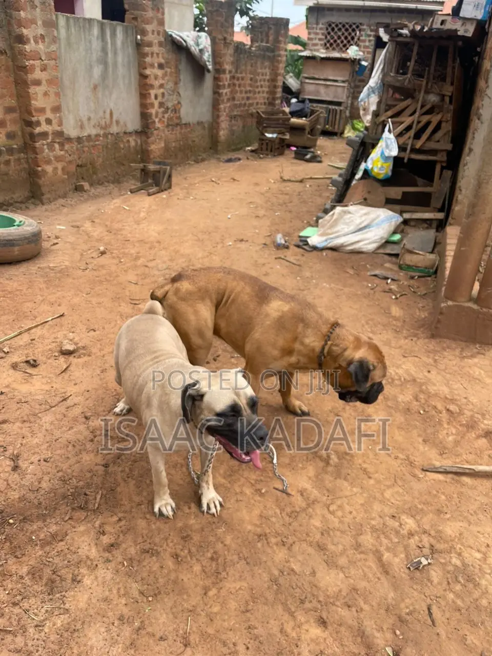 1-3 months Female Purebred Boerboel