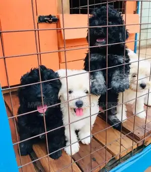 1-3 months Male Purebred Maltese