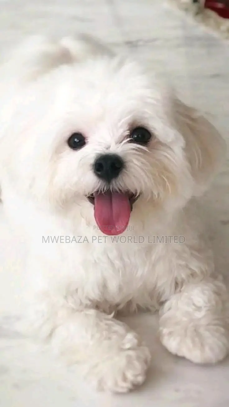 1-3 months Male Purebred Maltese