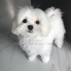 1-3 months Male Purebred Maltese