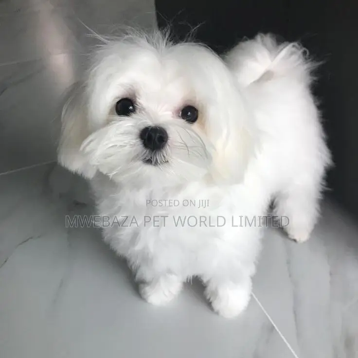 1-3 months Male Purebred Maltese