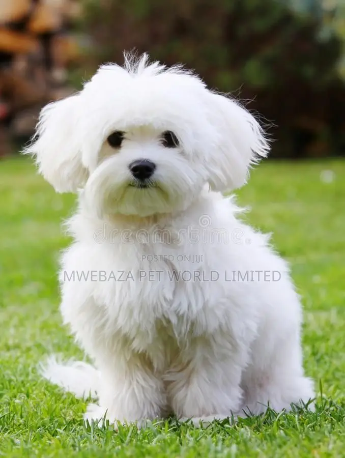 1-3 months Male Purebred Maltese