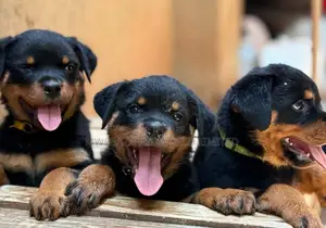 1-3 months Male Purebred Rottweiler