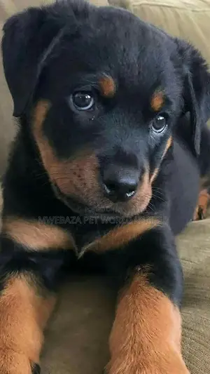 1-3 months Male Purebred Rottweiler