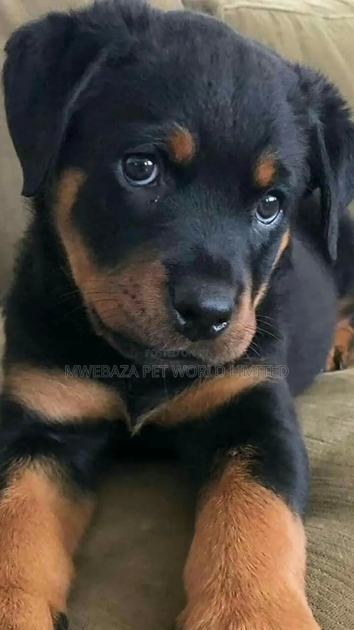 1-3 months Male Purebred Rottweiler