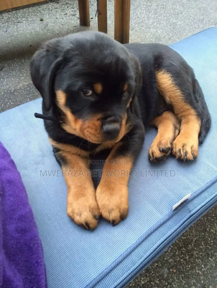 1-3 months Male Purebred Rottweiler