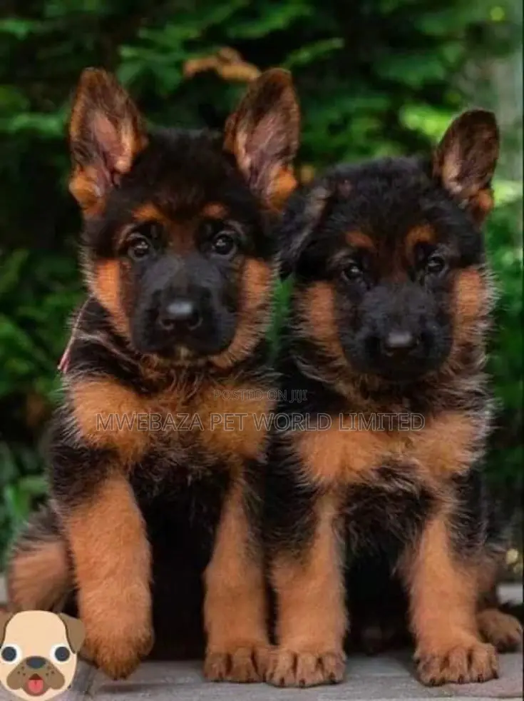 1-3 months Male Purebred German Shepherd