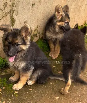1-3 months Male Purebred German Shepherd