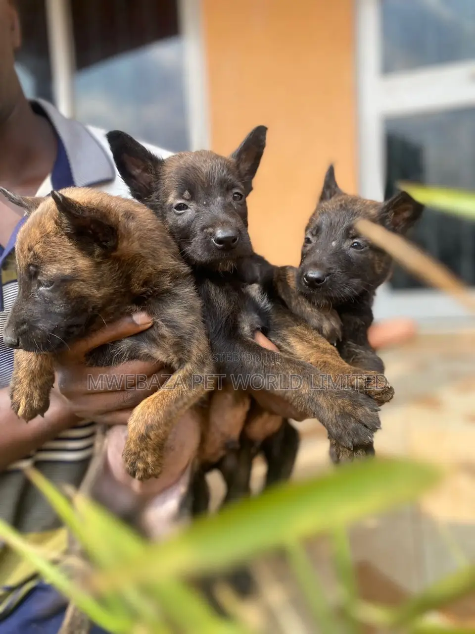 1-3 months Male Purebred Dutch Shepherd