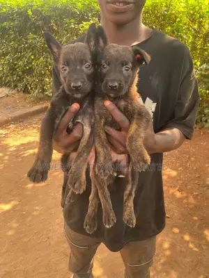 1-3 months Male Purebred Dutch Shepherd