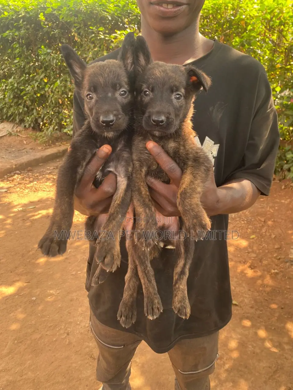 1-3 months Male Purebred Dutch Shepherd