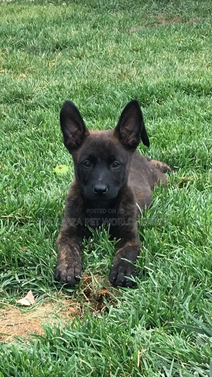 1-3 months Male Purebred Dutch Shepherd