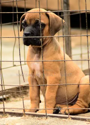 1-3 months Male Purebred Boerboel