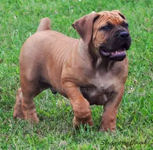 1-3 months Male Purebred Boerboel