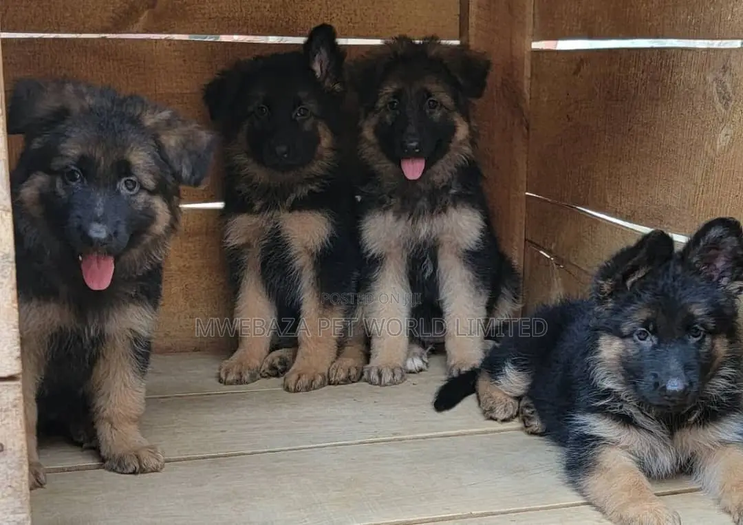 1-3 months Male Purebred German Shepherd