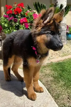 1-3 months Male Purebred German Shepherd