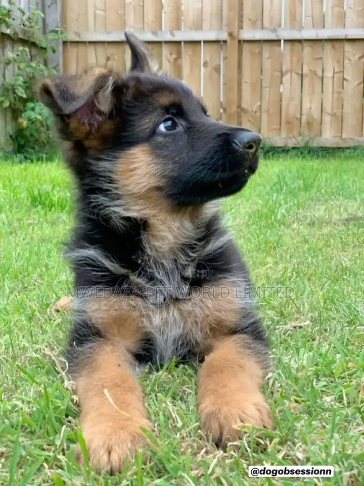 1-3 months Male Purebred German Shepherd