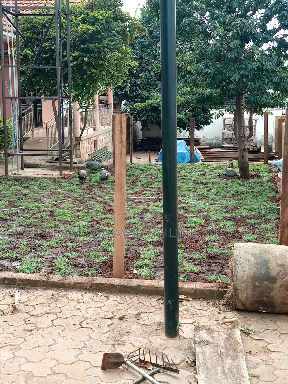 Garden Natural Grass /Paspalum Grass