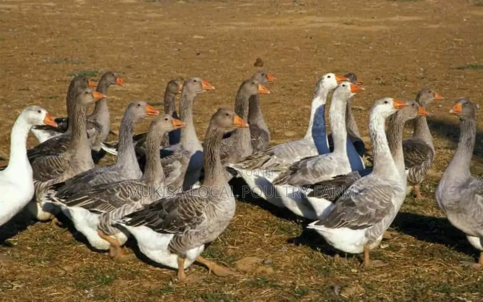Adult Pair Geese