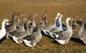 Adult Pair Geese