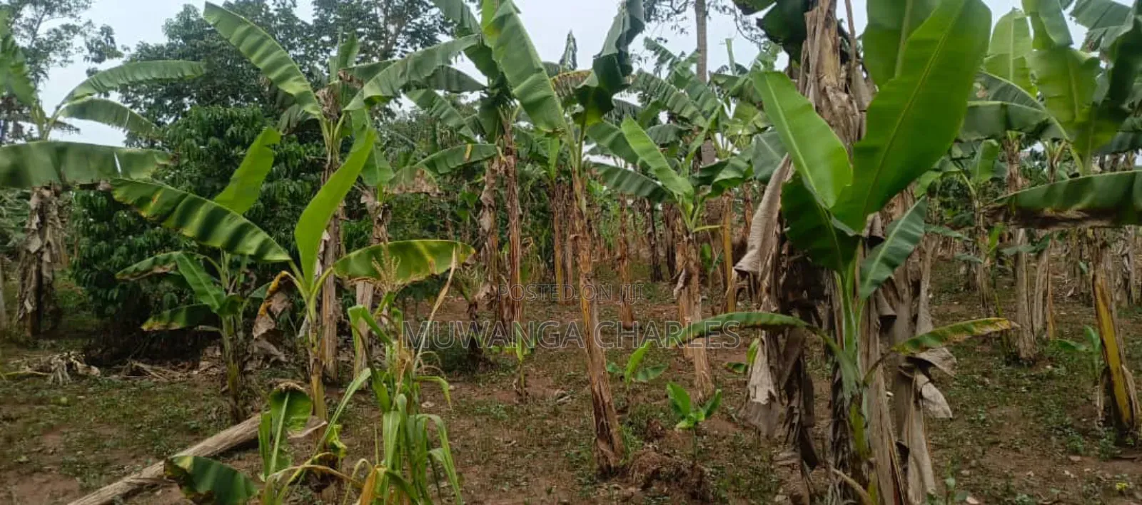 Plot for Rent in Kisaasi