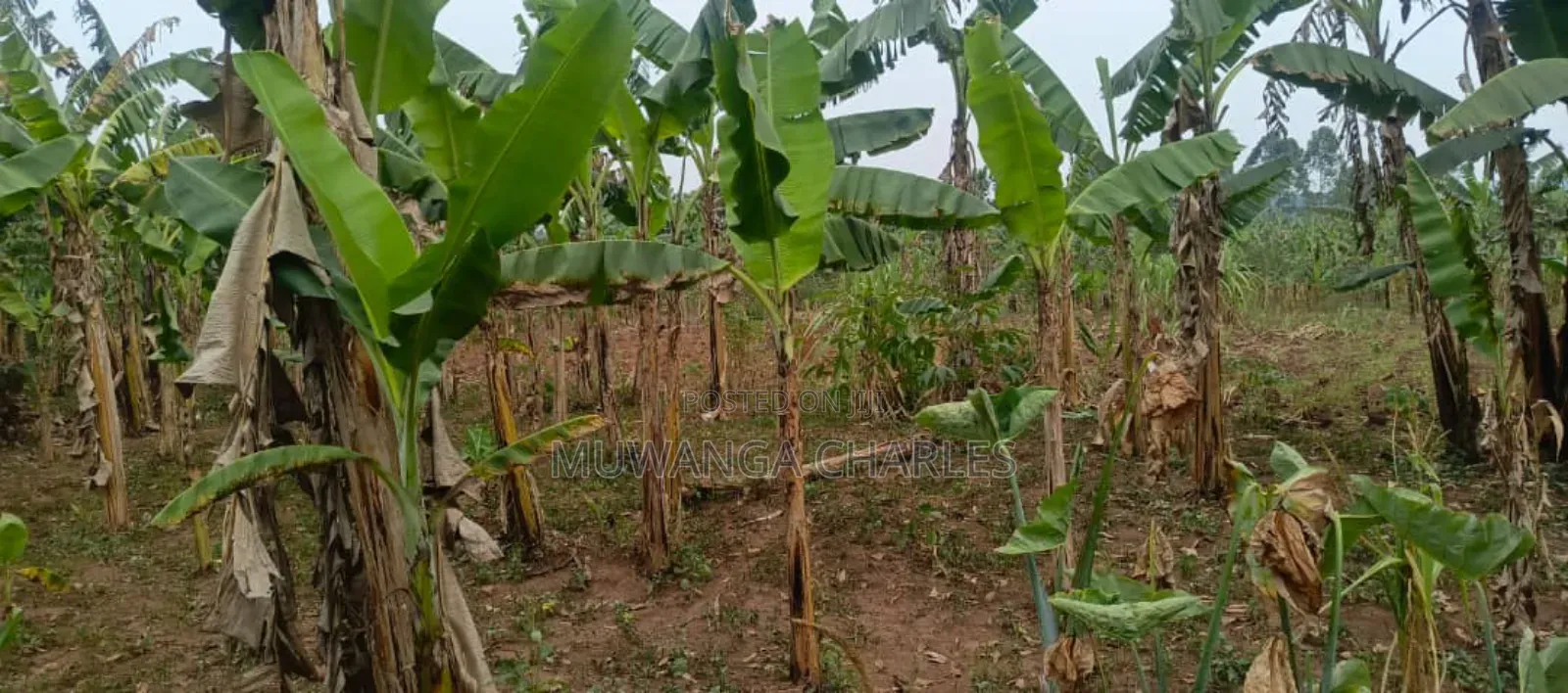 Plot for Rent in Kisaasi