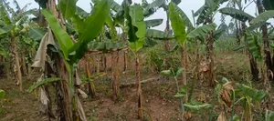 Plot for Rent in Kisaasi
