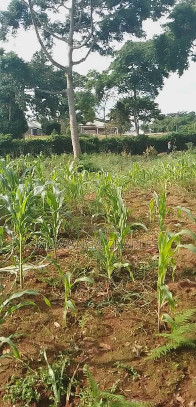Plot for Sale in Bugema