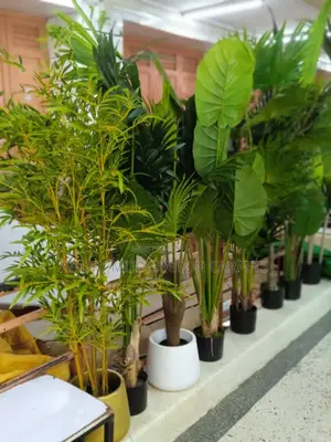 House Plant and Flowers