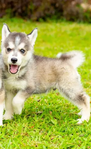 1-3 months Male Purebred Siberian Husky