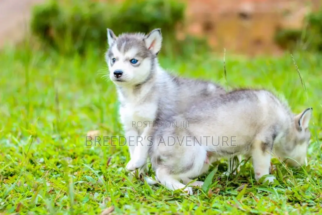 1-3 months Male Purebred Siberian Husky
