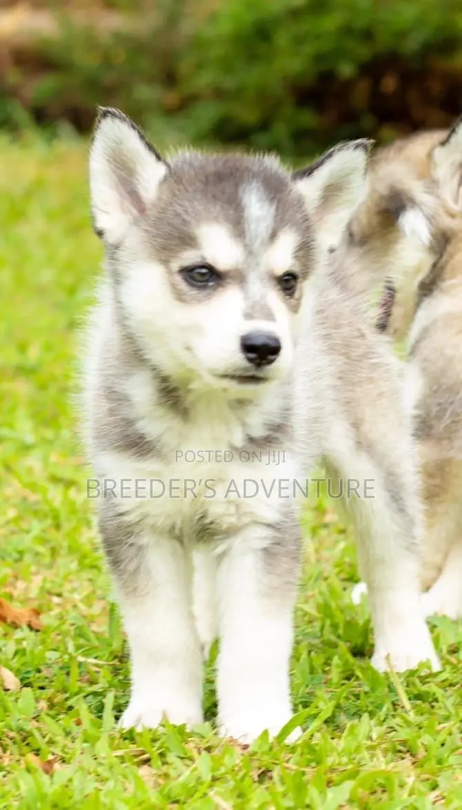 1-3 months Male Purebred Siberian Husky