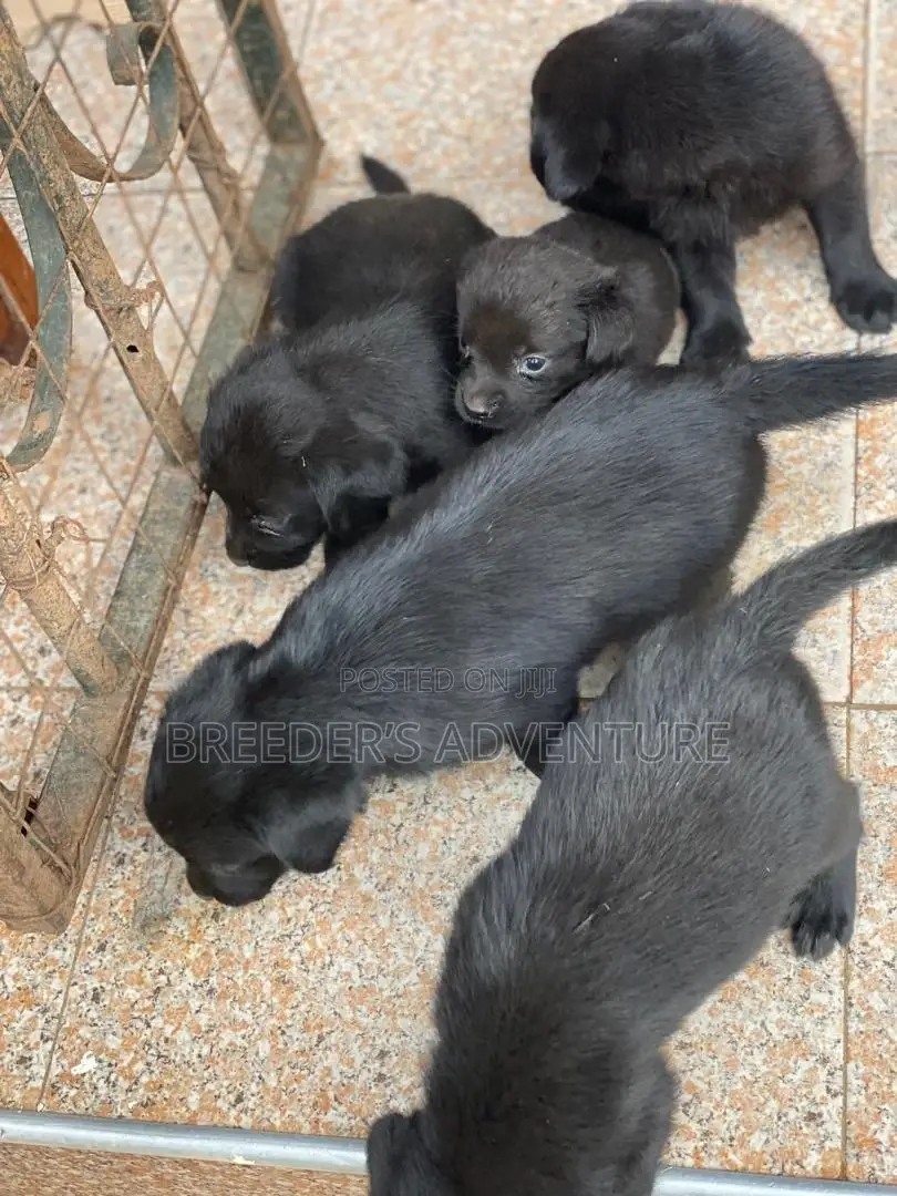1-3 months Male Purebred Labrador Retriever