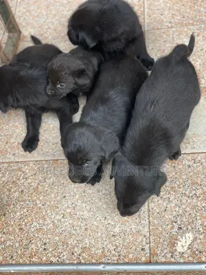 1-3 months Male Purebred Labrador Retriever