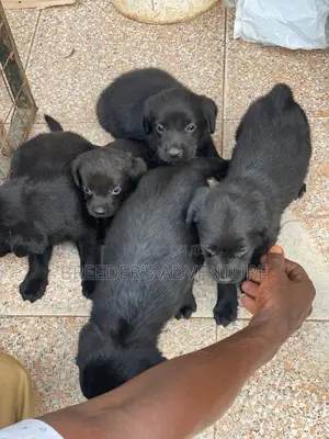 1-3 months Male Purebred Labrador Retriever