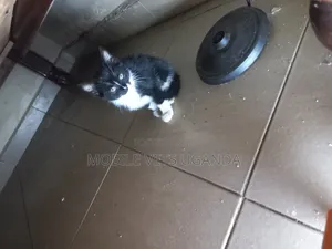1-3 months Male Purebred Colorpoint Shorthair