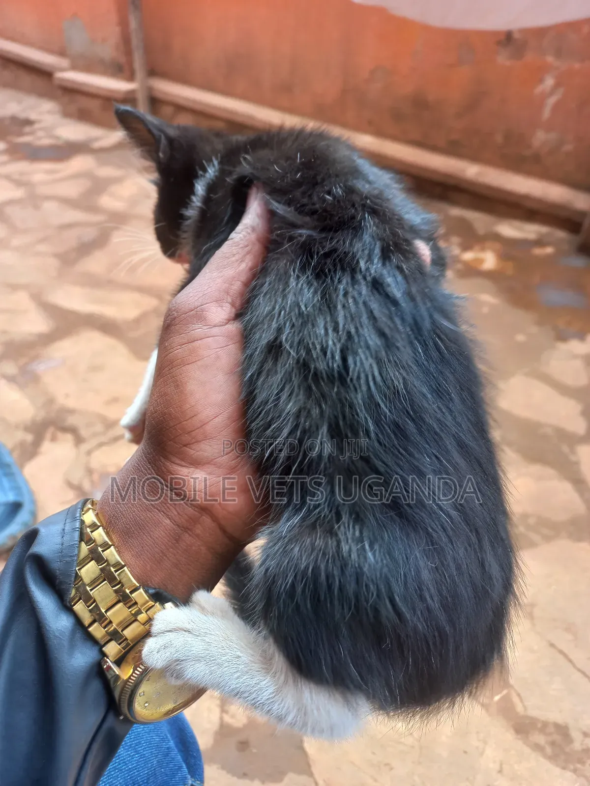 1-3 months Male Purebred Somali