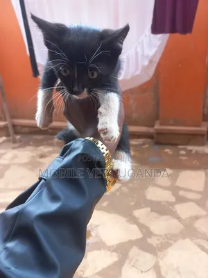 0-1 month Female Purebred Bombay