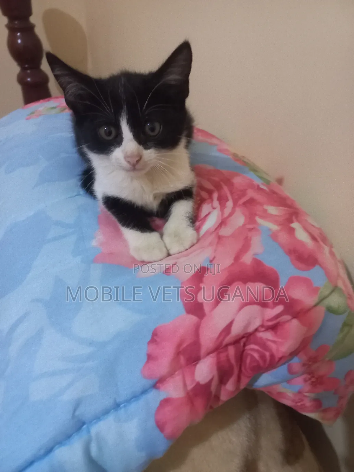 0-1 month Male Purebred Chartreux